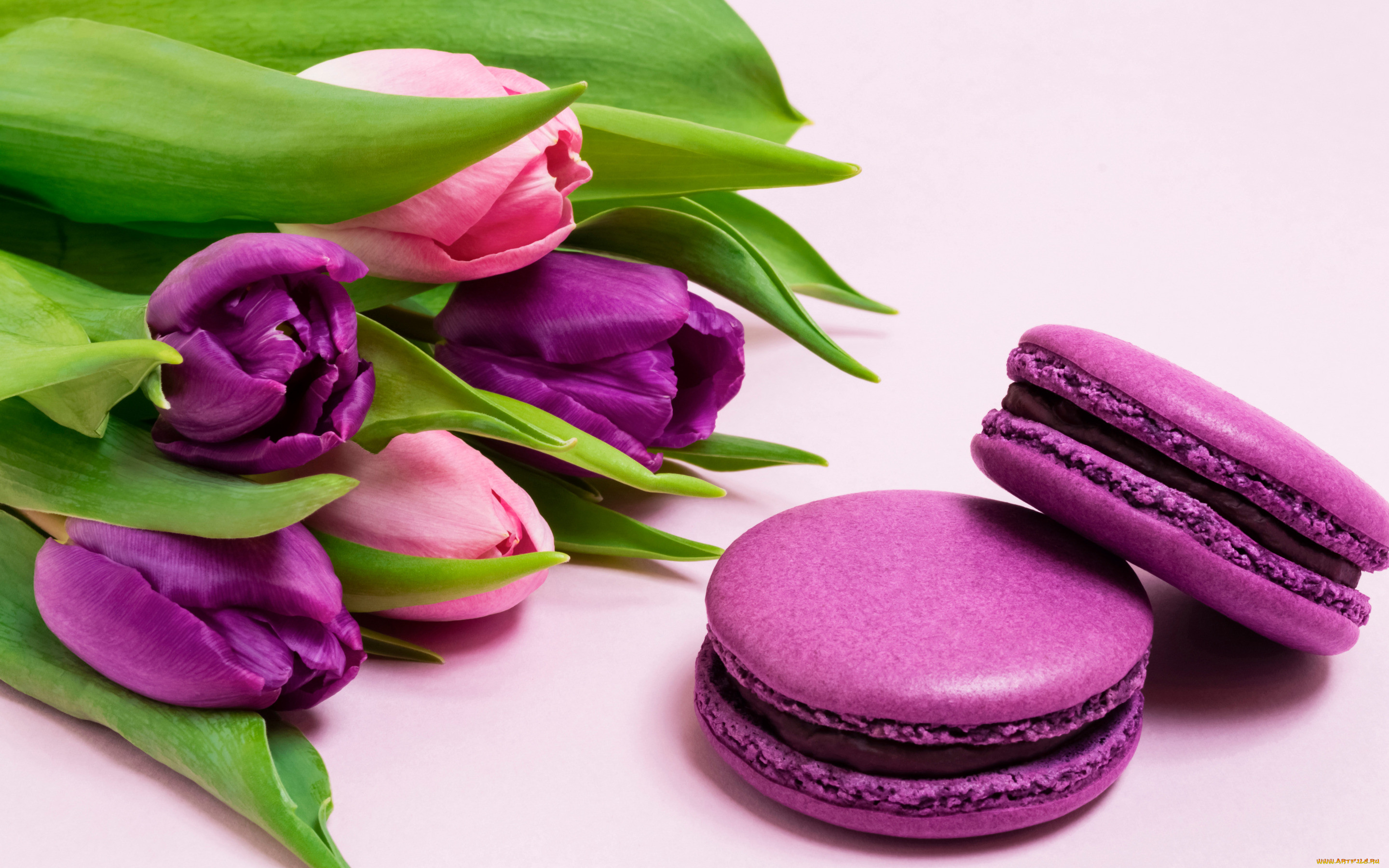 , , , , , flowers, tulips, purple, macarons